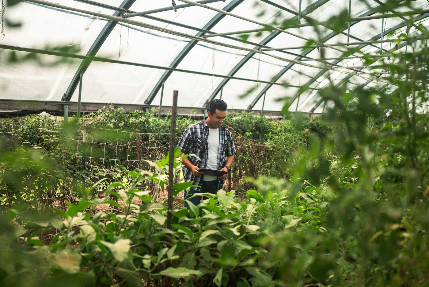 Grower tending plants inside a greenhouse